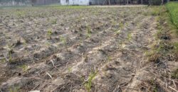 Plot in Sinduriya Maharajganj