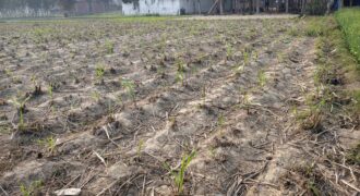 Plot in Sinduriya Maharajganj