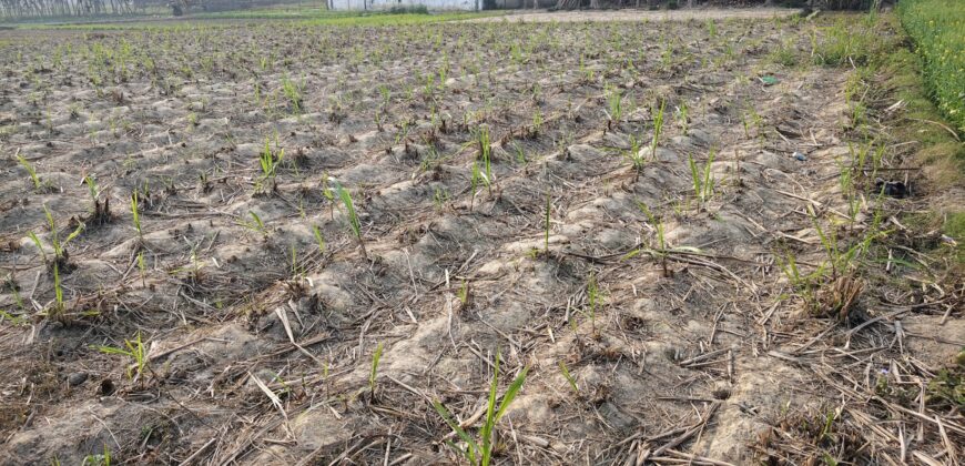 Plot in Sinduriya Maharajganj