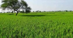 Premium Agricultural Land