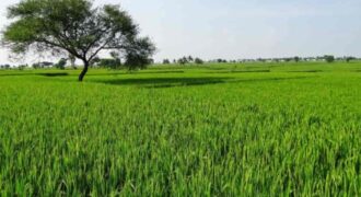 Premium Agricultural Land