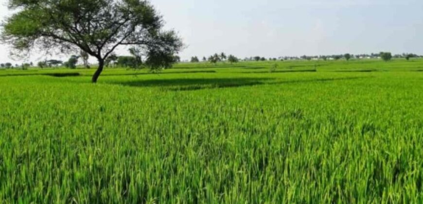 Premium Agricultural Land